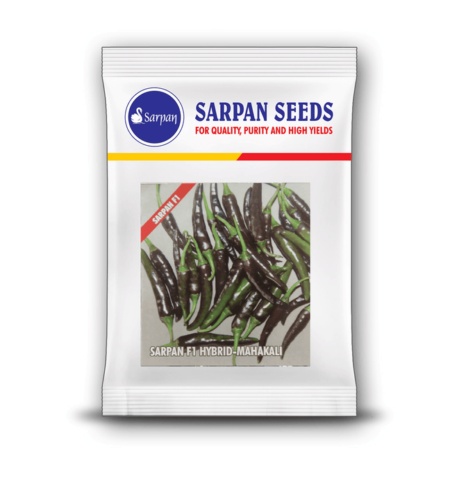 mahakali green black/purple f1 hybrid chilli (sarpan seeds)