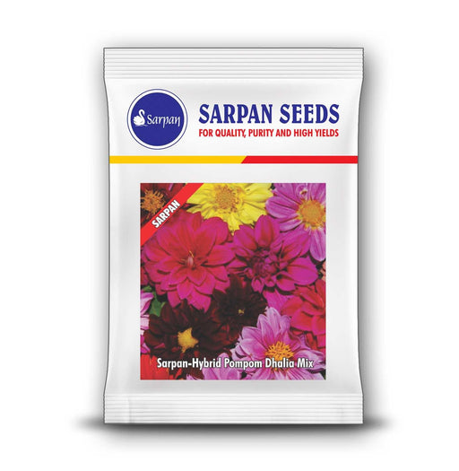 pompom dhalia mix hybrid (sarpan seeds)