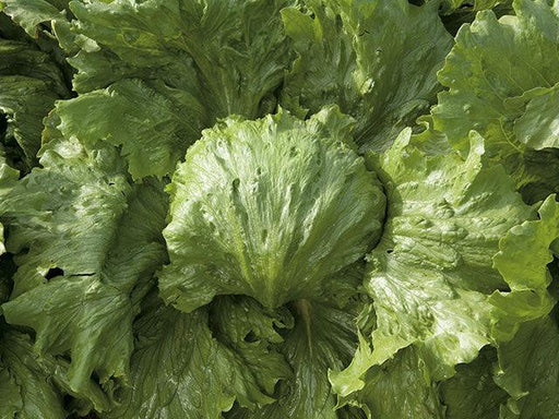 saula lettuce (enza zaden)