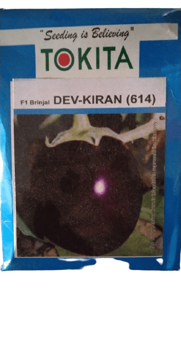 dev-kiran(614) f1 hybrid brinjal (tokita seeds)