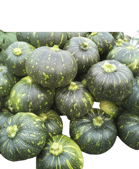 kalindi f1 hybrid pumpkin (tokita seeds)