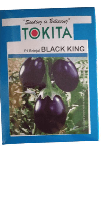 black king f1 hybrid brinjal (tokita seeds)