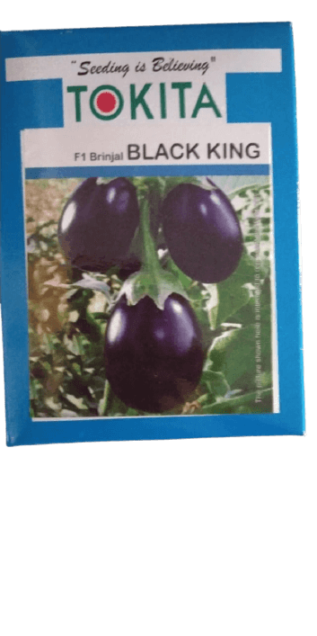 black king f1 hybrid brinjal (tokita seeds)
