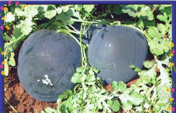 shaktiman f1 hybrid watermelon (tokita seeds)