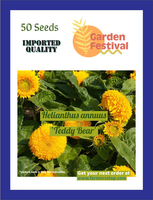 helianthus annuus ‘teddy bear’ sunflower (garden festival)