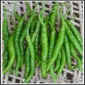 tara/तारा मिर्च hot pepper (dutch seeds)