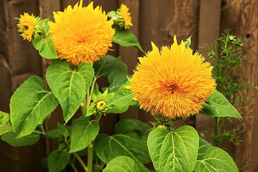 teddy bear sunflower ornamental  (d'seeds, coutry of origin - netherlands)