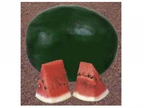 tejas/तेजस watermelon (namdhari seeds)
