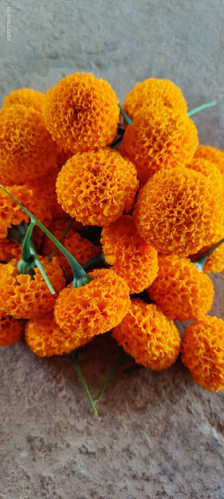 tennyson f1 hybrid orange marigold (konico seed's)