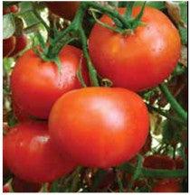 us 1196/यूएस ११९६ tomato (us agri seeds)