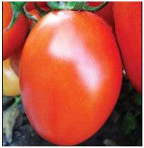 us 3381/यूएस ३३८१ tomato (us agri seeds)