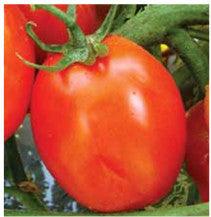 us 3383/यूएस ३३८३ tomato (us agri seeds)
