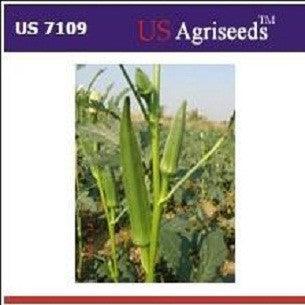 us 7109/यूएस ७१०९ भिंडी/okra (us agri seeds)