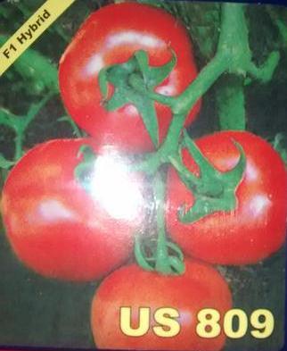 us 809/यूएस ८०९ tomato (us agri seeds)