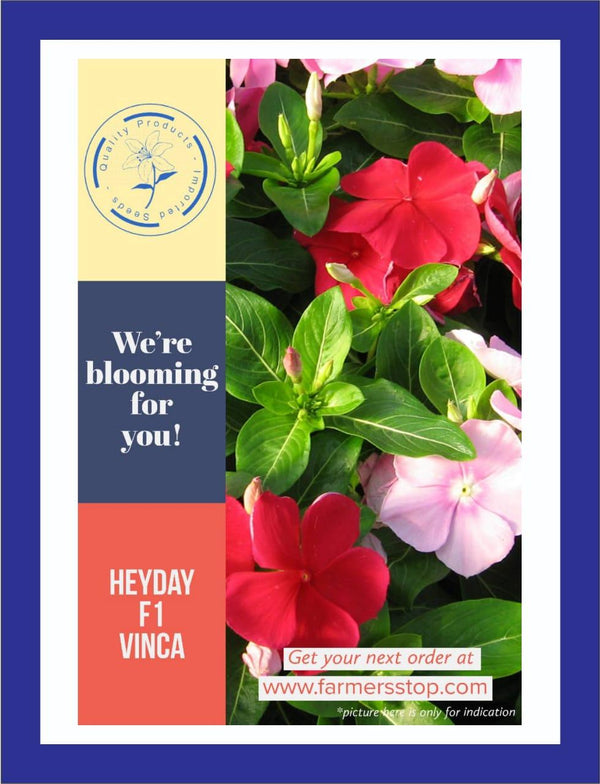 heyday f1 hybrid vinca mix color (garden festival)