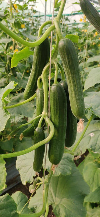 lucro f1 hybrid cucumber for indoor/polyhouse (konico seed's)