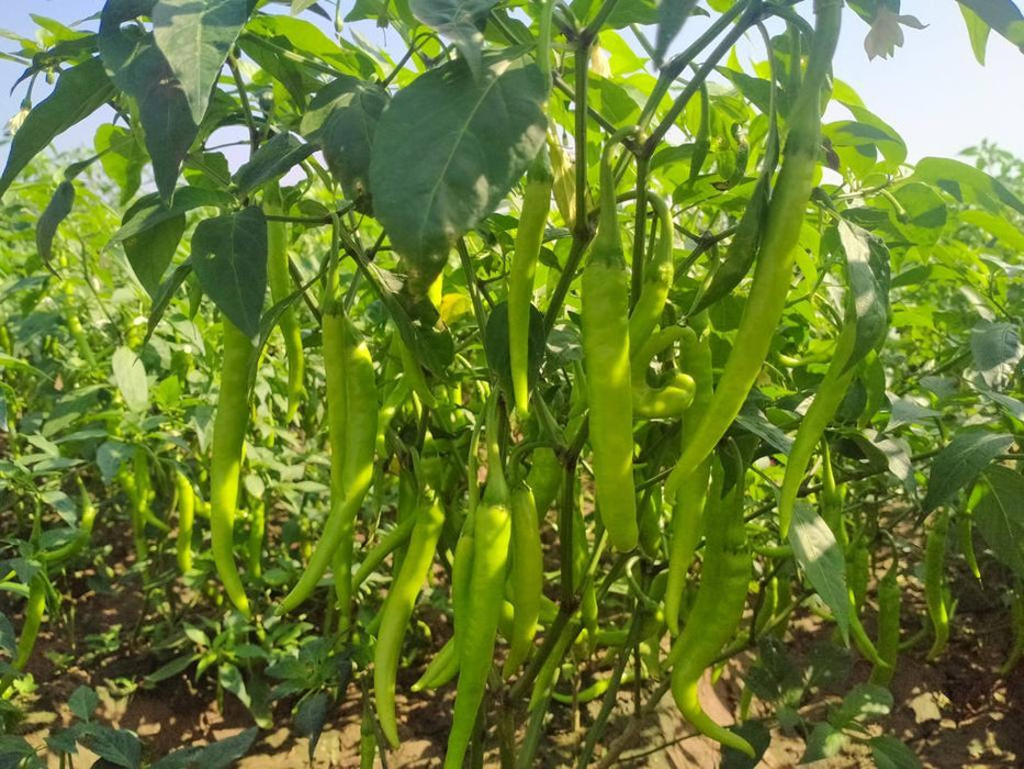 balaram (5907) f1 hybrid chilli (united genetics, usa)