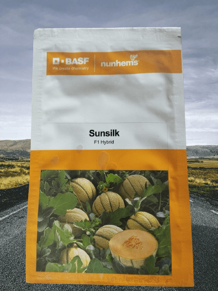 sunsilk f1 hybrid muskmelon for open and polyhouse (basf-nunhems)
