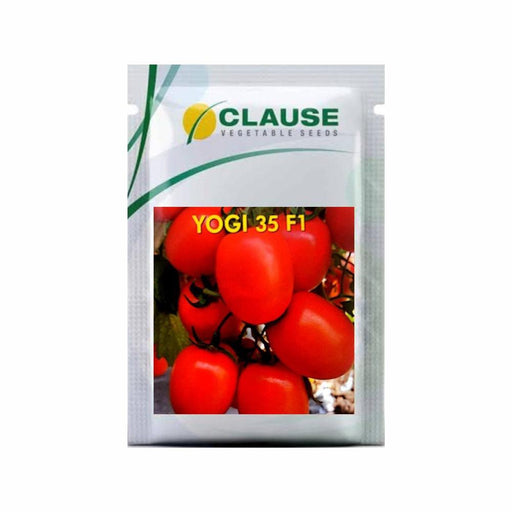 Yogi 35 F1 Hybrid Tomato (Clause Seeds) - Farmers Stop