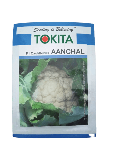 aanchal f1 cauliflower (tokita seeds)