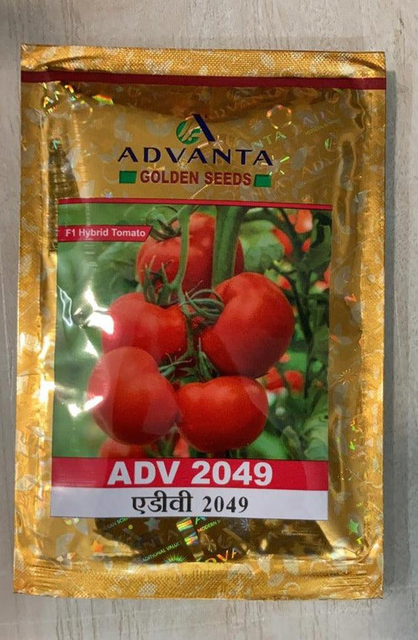 adv 2049 f1 hybrid tomato (golden seeds/advanta)