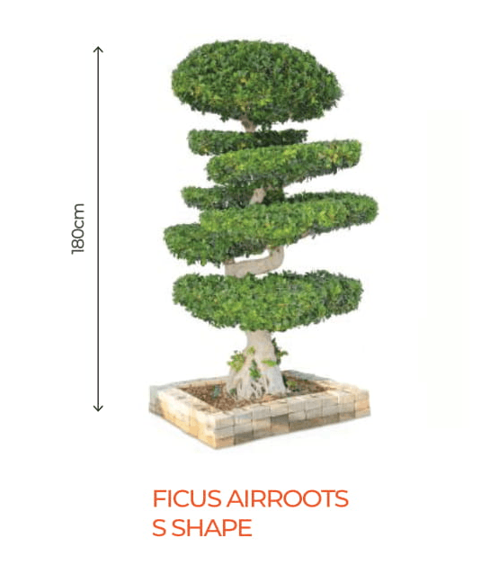 big bonsai ficus air-roots s shape plant - farmers stop s shape (100cm)