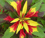 amaranthus tricolor molten fire op mix