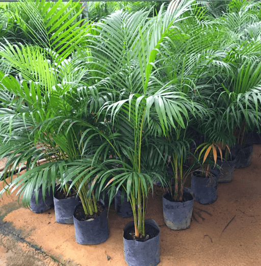 areca palm seeds