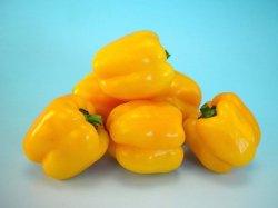 arya/आर्य yellow hybrid sweet pepper (known you seeds)