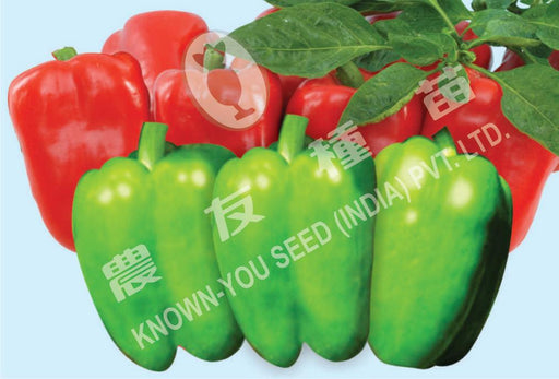 ayesha/आयेशा hybrid sweet pepper (known you seeds)