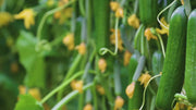 SEEGREEN/सीग्रीन F1 Hybrid Polyhouse Cucumber (Nunhems)