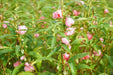 balsam tall rose flowered mix (asiapacific seeds, new zealand)