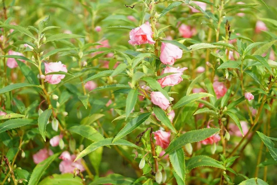 balsam tall rose flowered mix (asiapacific seeds, new zealand)