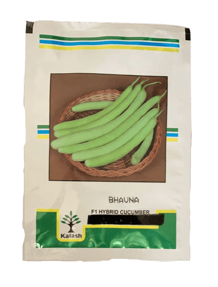 kakdi bhavna f1 cucumber (kalash seeds)