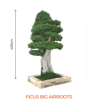 big bonsai ficus big air-roots plant - farmers stop big air-roots (400cm)