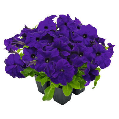 hanging baskets petunia x hybrida grandiflora f₁ success! hd (benary) 1000 seeds / blue