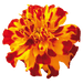 safari french marigold tagetes patula (benary) 1000 seeds / bolero