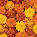 bonanza™ mixture f1 hybrid french marigold (panamerican)