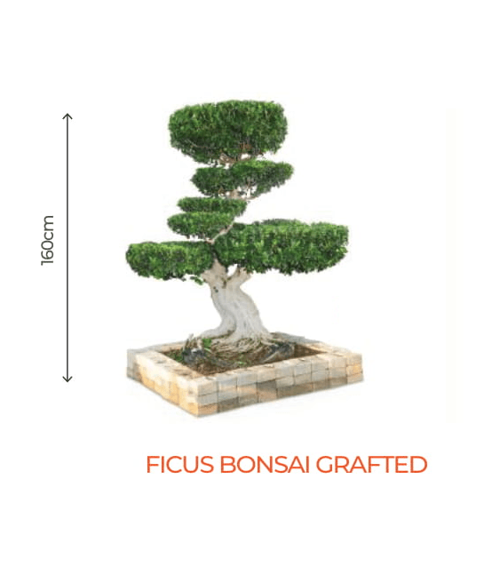 big bonsai ficus grafted plant - farmers stop grafted (160cm)