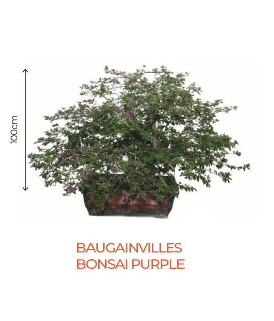 big bonsai bougaunvillea bonsai purple plant - farmers stop purple (100cm)