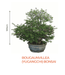 big bonsai bougaunvillea (yugangchi) plant - farmers stop yugangchi (100cm)