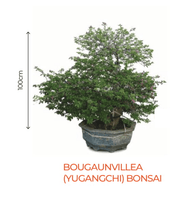 big bonsai bougaunvillea (yugangchi) plant - farmers stop yugangchi (100cm)