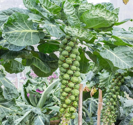 imported vitamin rich brussels sprout (garden festival)