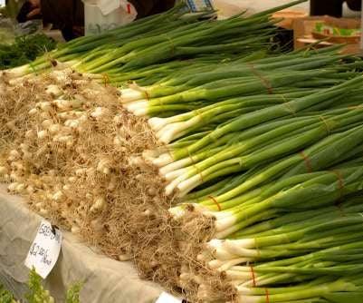 bunching onion super quality seeds  (garden festival)