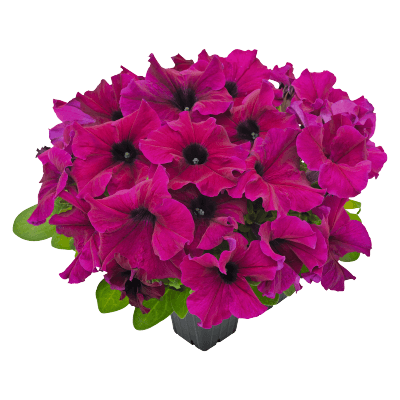 hanging baskets petunia x hybrida grandiflora f₁ success! hd (benary) 1000 seeds / burgundy