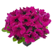 hanging baskets petunia x hybrida grandiflora f₁ success! hd (benary) 1000 seeds / burgundy