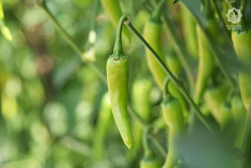 vnr 314 f1 hybrid chilli (vnr seed's)