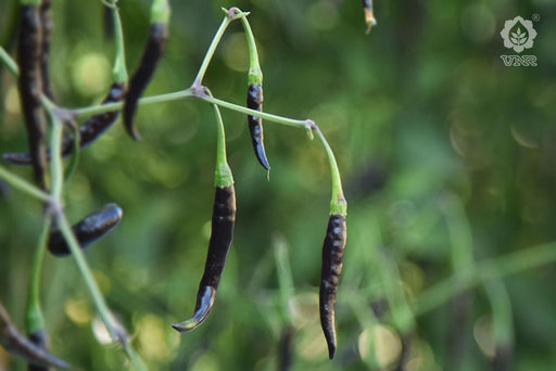 vnr-377 (krishna) f1 hybrid chilli (vnr seed's)