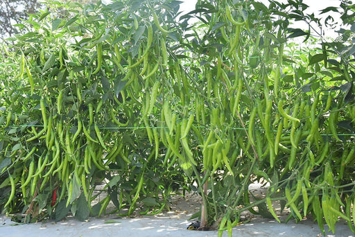 sahiba f1 hybrid chilli (vnr seed's)