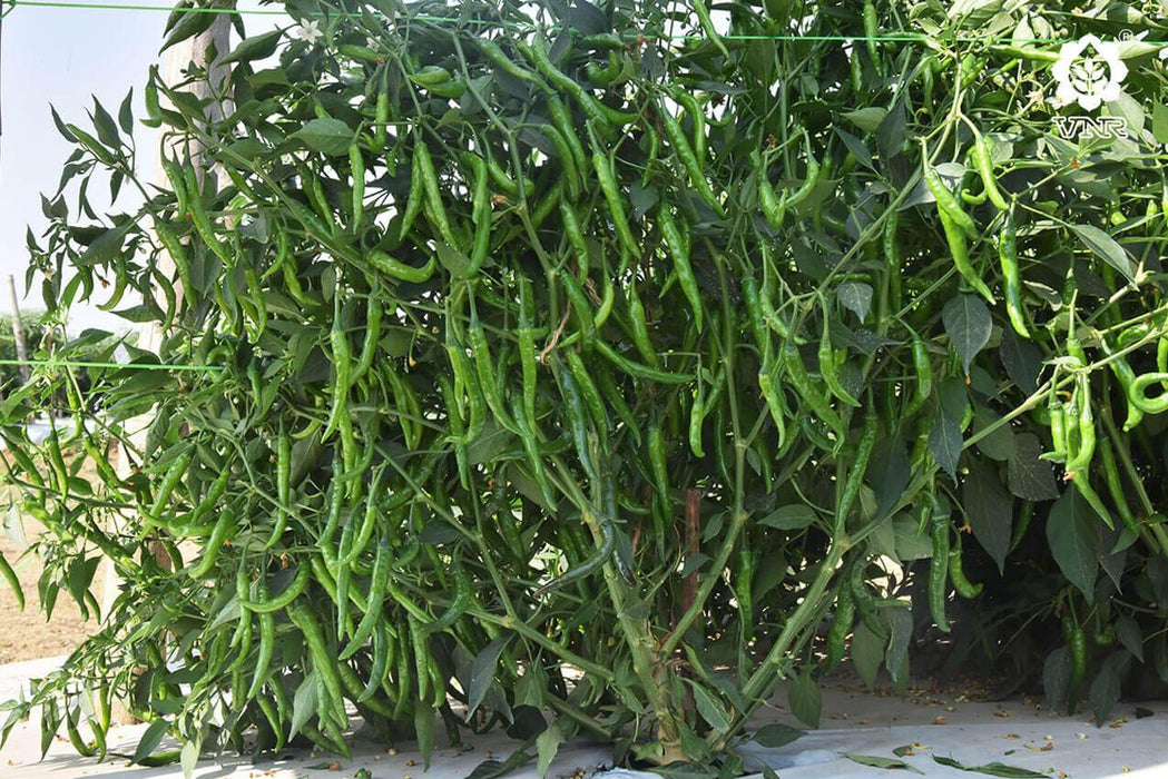 shilpa (435/7) f1 hybrid chilli (vnr seed's)